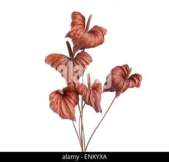 Getrocknete Anthurium Blumen auf weißem Hintergrund Stockfoto