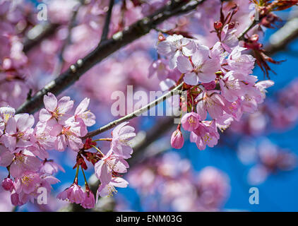 Rosa japanische Kirschblüten im Frühling Stockfoto