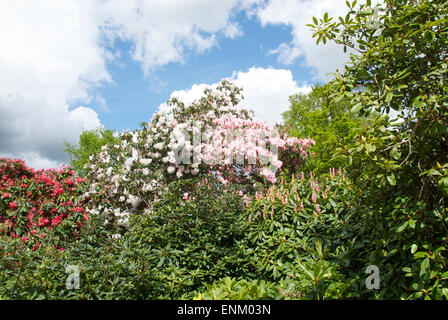 Frühen Sommer-blühende Rhododendren und Azaleen in Langley Park Country Park, Buckinghamshire Stockfoto