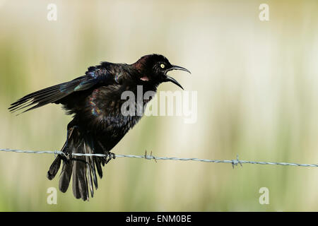 gemeinsamen Grackle, Viera Feuchtgebiete Stockfoto