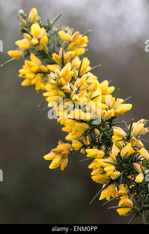 Ulex Europaeus (Ginster, gemeinsame Stechginster, Ginster oder Stechginster) Stockfoto
