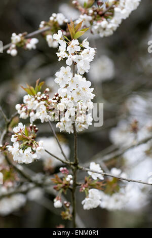 Prunus Avium, Laubbaum, gemeinhin als Wildkirsche, Süßkirsche, Vogel-Kirsche oder Gean. Frühling in voller Blüte Stockfoto