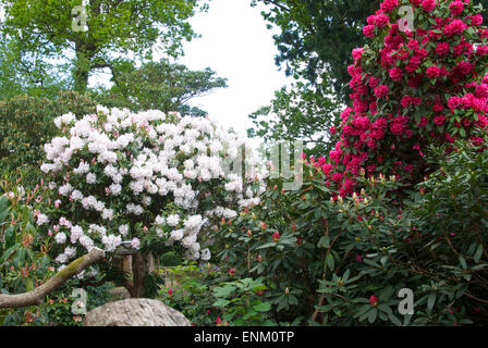 Frühen Sommer-blühende Rhododendren und Azaleen in Langley Park Country Park, Buckinghamshire Stockfoto