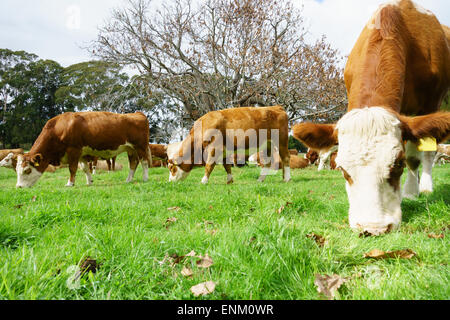 Kuhherde Hereford in Cornwall Park Stockfoto