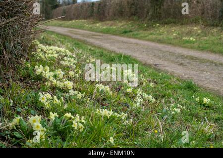 Gemeinsamen Primel - Primula Vulgaris, wachsen auf Hedgebank neben einer Landstrasse. Stockfoto