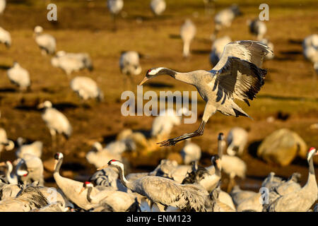 Eurasische Kran am hornborgasjön Stockfoto