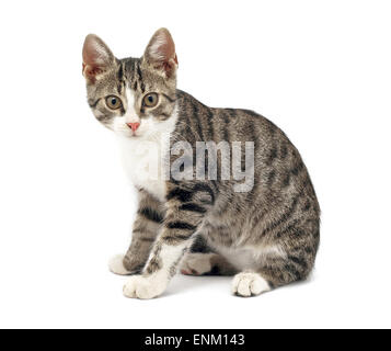 überrascht Katze auf weißem Hintergrund Stockfoto