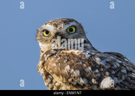 Athene Cunicularia, Kanincheneule Stockfoto