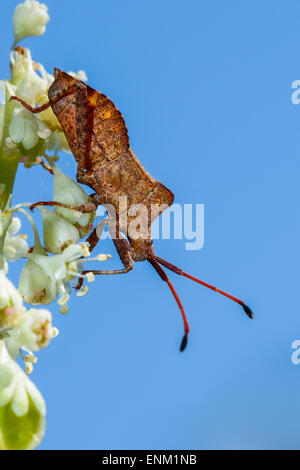 Dock Leaf Bug, Coreus marginatus Stockfoto