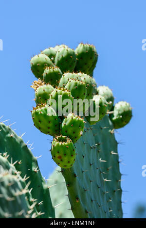 indische Feigen, Opuntia Ficus-Indica, Kalifornien Stockfoto