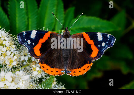 Vanessa Atalanta, rote admiral Stockfoto