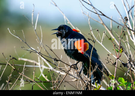 Agelaius Phoeniceus, Rotschulterstärling, Viera, florida Stockfoto