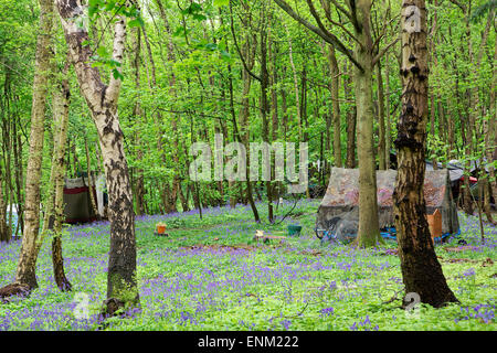 Ein Zelt & Glockenblumen in der "Öko-Dorf" in Runnymede Wald. Eine Gemeinschaft von Menschen, die einen alternativen Lebensstil eingerichtet. Stockfoto