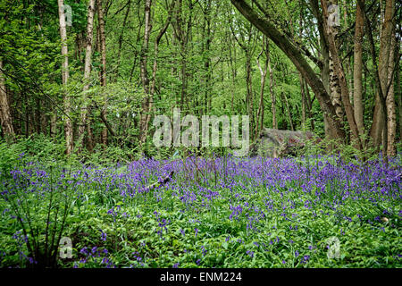 Eine Hütte im "Eco Village" in Runnymede der Bluebell Wald. Eine Gemeinschaft von Menschen, die einen alternativen Lebensstil eingerichtet. Stockfoto