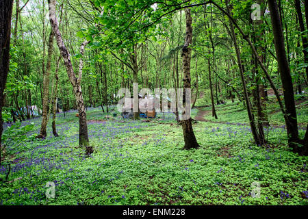 Ein Zelt & Glockenblumen in "Eco Village" in Runnymede Wald. Eine Gemeinschaft von Menschen, die einen alternativen Lebensstil eingerichtet. Stockfoto