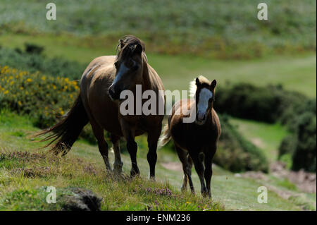 Schläuche laufen wild in der Landschaft ihre Mähne im wind Stockfoto
