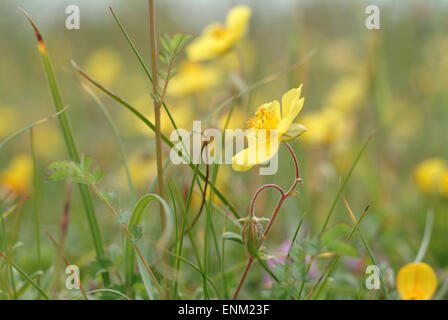 Makro-Ansicht der wilden gelben Rock Rosen Blumen auf Augenhöhe auf Kalkstein Heide Stockfoto