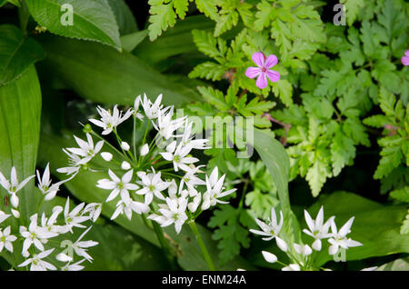 Wilder Knoblauch Allium Ursinum und Geranium robertianum Stockfoto