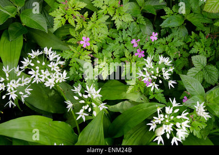 Wilder Knoblauch Bärlauch wissenschaftlichen Namen Allium Ursinum auch bekannt als Holz Knoblauch breites Blatt trägt Stoffen und Geranium robertianum Stockfoto