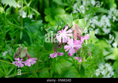 Wilder Knoblauch Allium Ursinum und rosa Campion Silene dioica Stockfoto