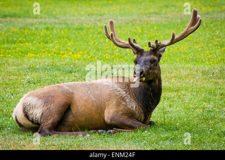 Elch Festlegung im grünen Feld ragt Zunge, Redwood National Park, Kalifornien Stockfoto