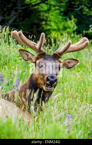 Porträt von Elk Beweidung und Festlegung von Wildblumen und Rasen, Redwood National Park, Kalifornien. Stockfoto