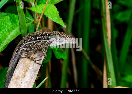 Anolis Sagrei, braune Anole, Everglades, florida Stockfoto