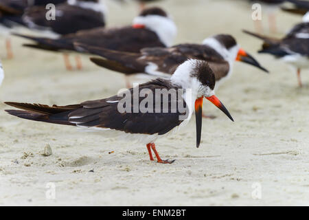 Schwarzes Abstreicheisen Rynchops niger Stockfoto