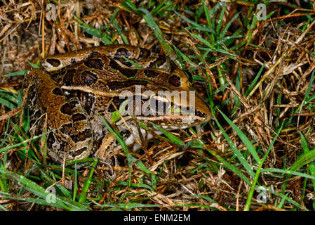 südlichen Leopard Frosch Stockfoto