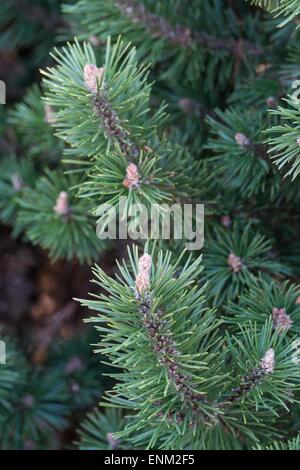 Pinus Mugo bucklig - Swiss Zwerg Bergkiefer. Stockfoto