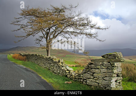 Baum neben einer Straße namens The Struggle von Ambleside neben Lake Windermere, an die Spitze der Kirkstone Pass geht Stockfoto