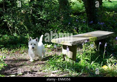 Westhighland White Terrier Hund inmitten der Wälder Stockfoto