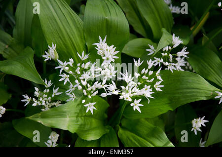 Bekannt als Bärlauch wissenschaftlichen Allium Ursinum Namen Bärlauch Stockfoto