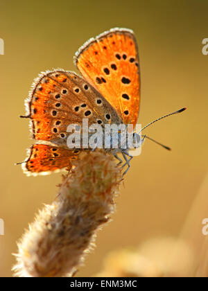 Geringerem feurige Kupfer, Lycaena Thersamon Stockfoto