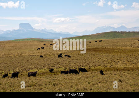 Kühe in Montana, USA Stockfoto