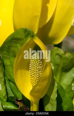 Skunk Cabbage - Lysichiton Americanus. Stockfoto