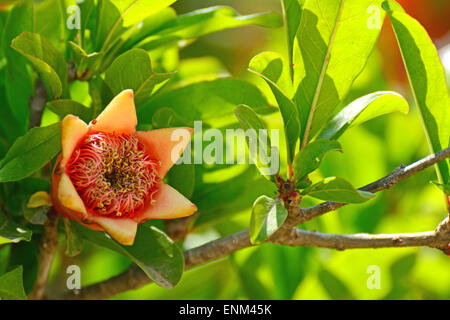 Granatapfel-Blume Stockfoto