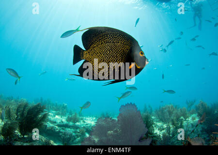 Ein französischer Angelfish schwimmt über dem Riff bei Key Largo, Florida Stockfoto