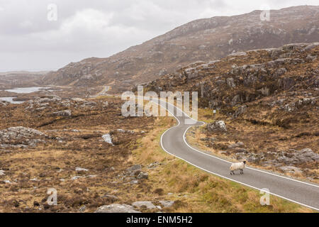 Ein einsamer Schaf stehend auf einer leeren Straße auf der Isle of Harris Stockfoto