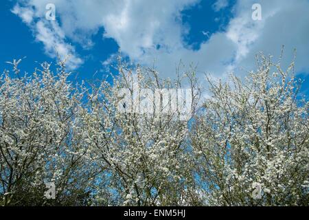 Prunus Spinosa - Schlehe oder Schlehe, Hecke Blüte vor blauem Himmel. Stockfoto