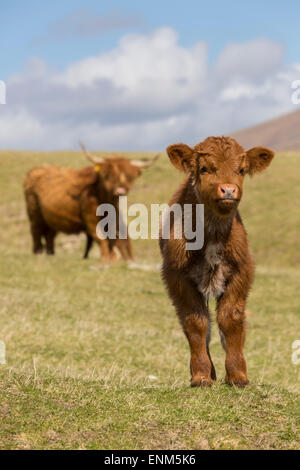 Ein Baby Highland Kuh nähert, während seine Mutter in die Ferne blickt auf Stockfoto