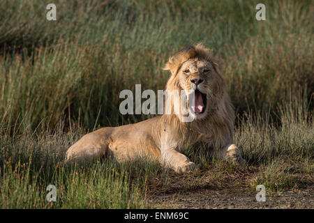 Männlicher Löwe, Gähnen, Tansania Stockfoto