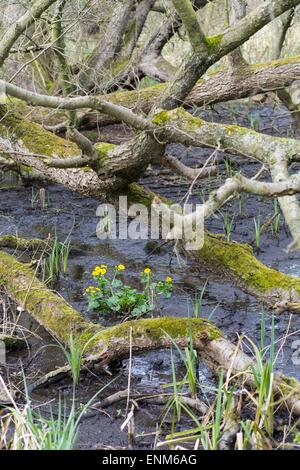 Nassen Wald mit Caltha Palustris, bekannt als Marsh-Marigold und Sumpfdotterblumen Stockfoto