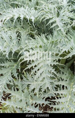 Artischocke Cynara Cardunculus var Scolymus. Laub. Stockfoto