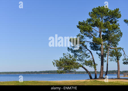 Landes Kiefer am Rande eines Sees Stockfoto