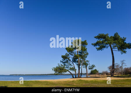 Landes Kiefer am Rande eines Sees Stockfoto