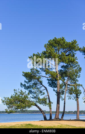 Landes Kiefer am Rande eines Sees Stockfoto