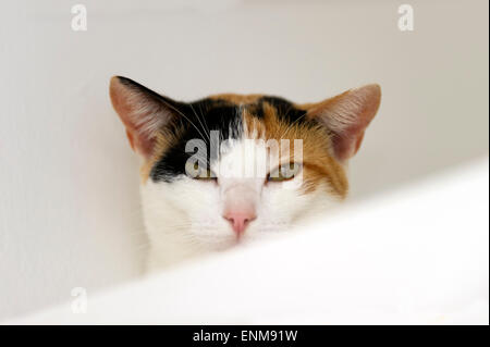 Calico Katze mit grünen Augen starrt vor einem weißen Hintergrund. Stockfoto