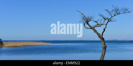 Toter Baum am Rande eines Sees Stockfoto