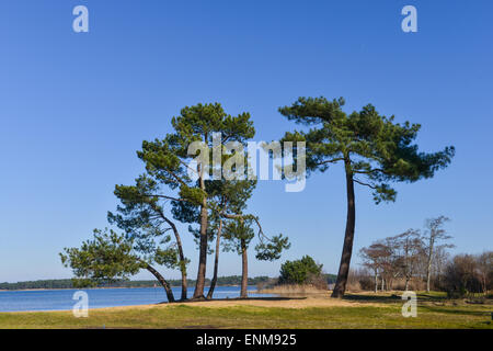 Landes Kiefer am Rande eines Sees Stockfoto